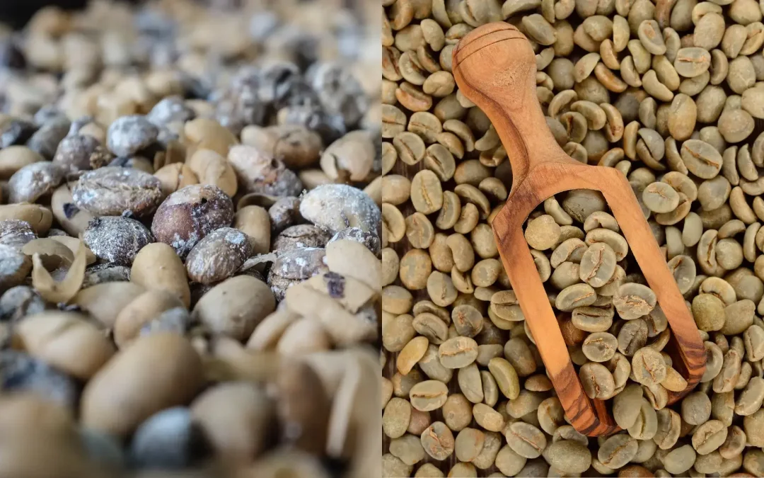 Café Comercial vs Café de Especialidad